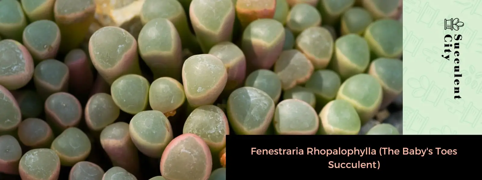 Fenestraria Rhopalophylla (suculenta de dedos de los pies del bebé) Fenestraria Rhopalophylla (suculenta de dedos de los pies del bebé)