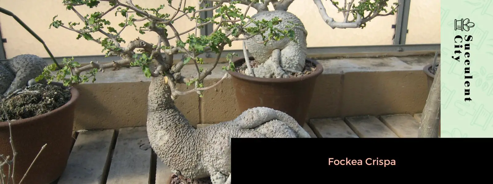 Fockea Crispa Fockea Crispa