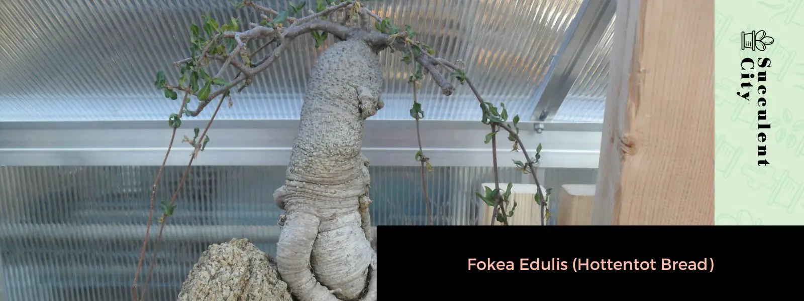 Fockea Edulis (pan hotentote) Fockea Edulis (pan hotentote)