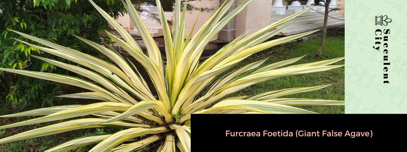 Furcraea foetida (falso agave gigante) Furcraea foetida (falso agave gigante)