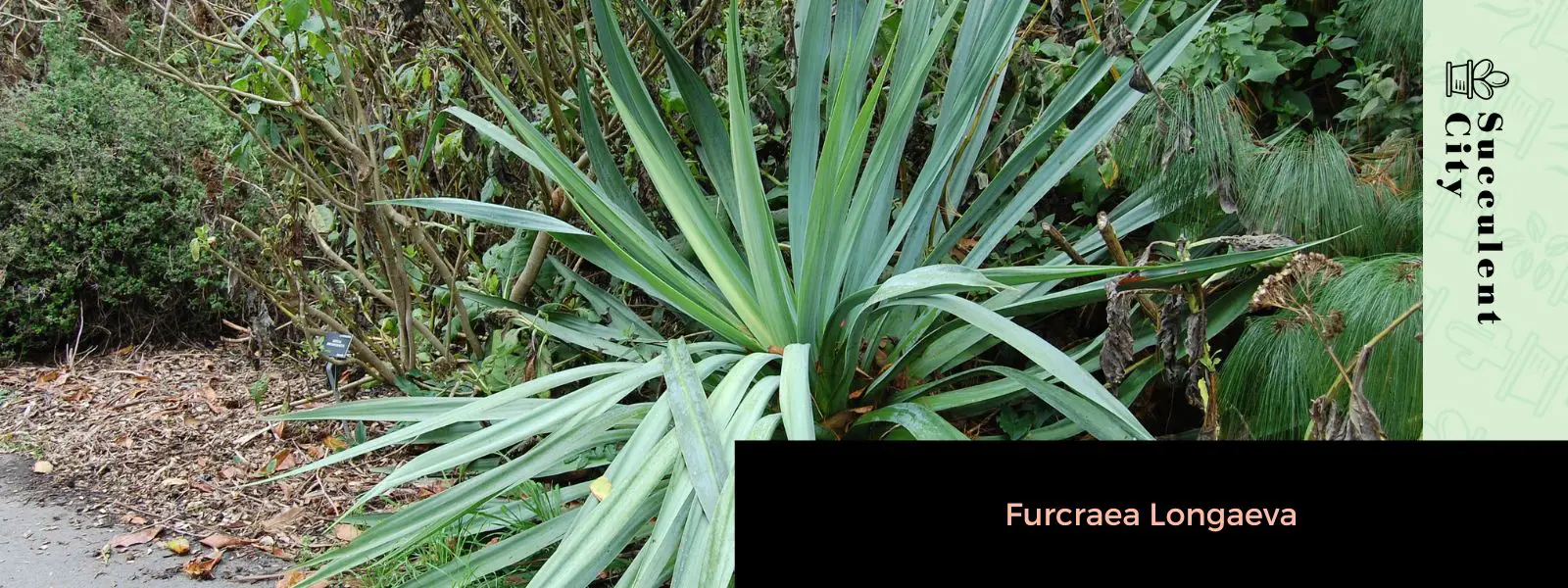 Furcraea Longaeva Furcraea Longaeva