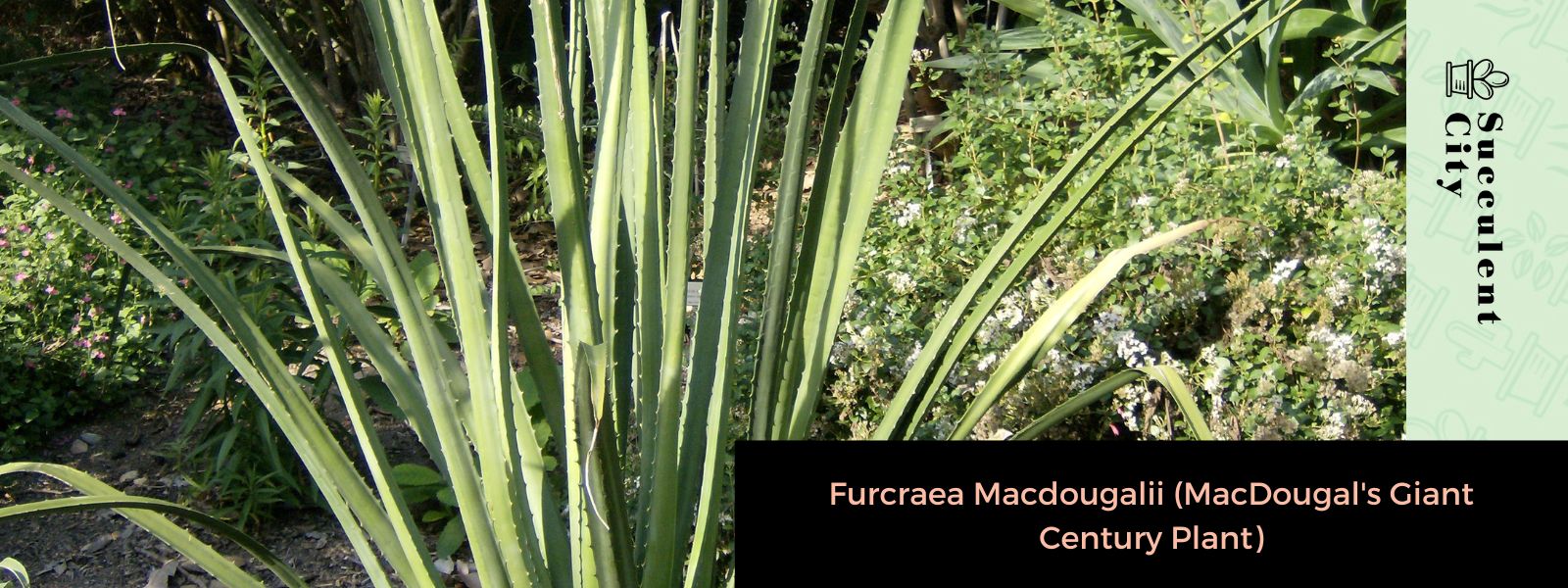 Furcraea Macdougalii (Planta del siglo gigante de MacDougal)
