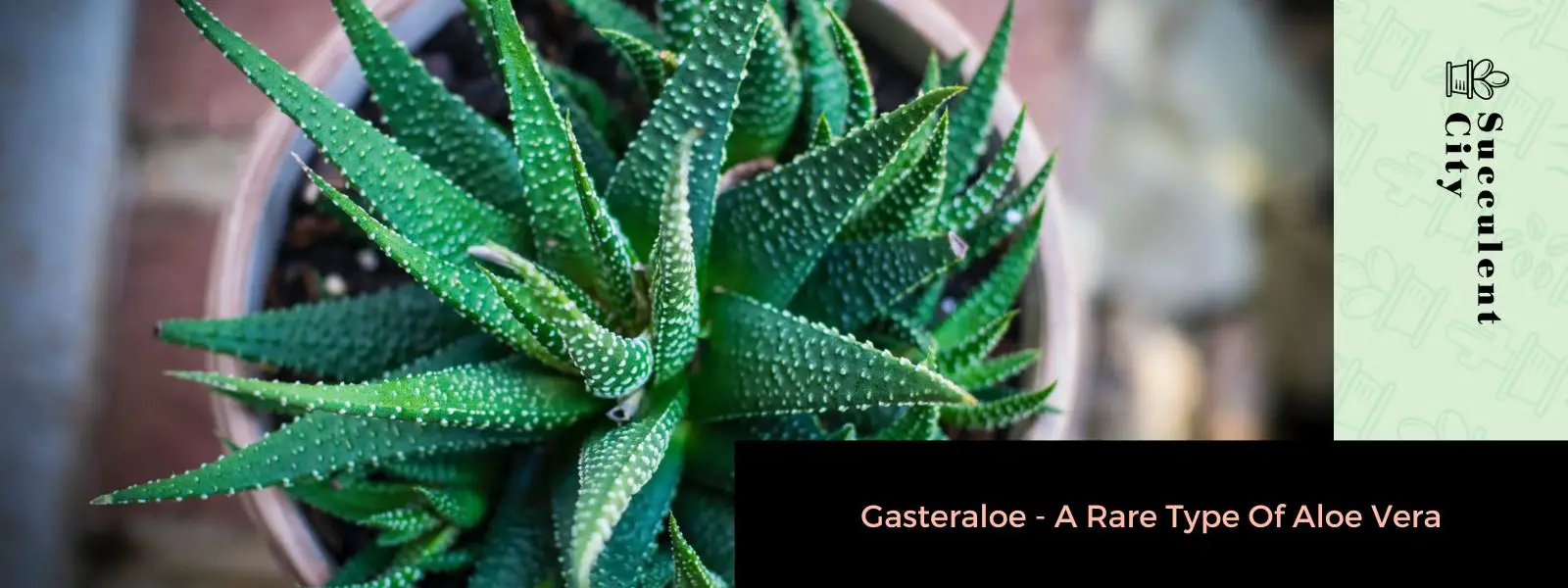 Gasteraloe: un tipo raro de aloe vera