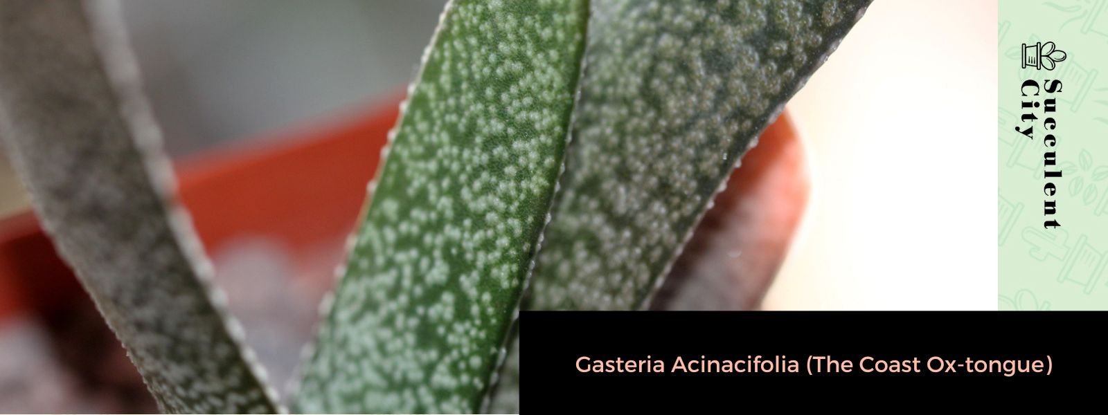 Gasteria Acinacifolia (La lengua de buey costera)