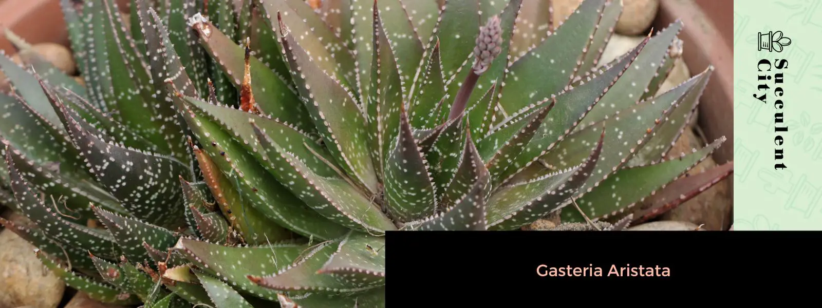 Gasteria Aristata