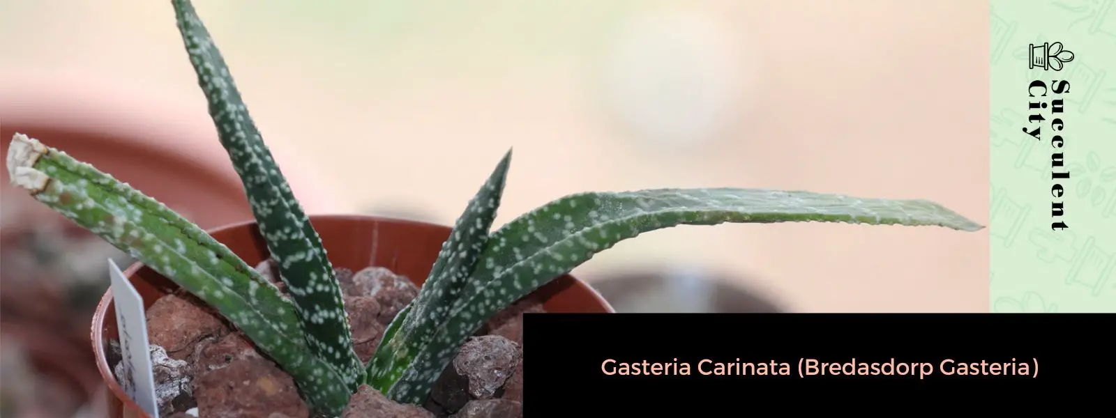 Gasteria Carinata (Gastería Bredasdorp)