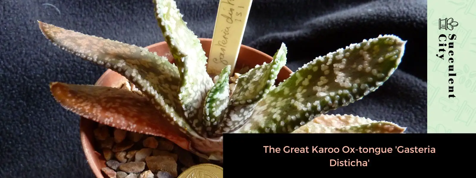 La Gran Lengua de Buey Karoo “Gasteria Disticha” La Gran Lengua de Buey Karoo “Gasteria Disticha”