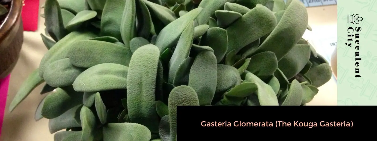 Gasteria Glomerata (La Gasteria Kouga) Gasteria Glomerata (La Gasteria Kouga)