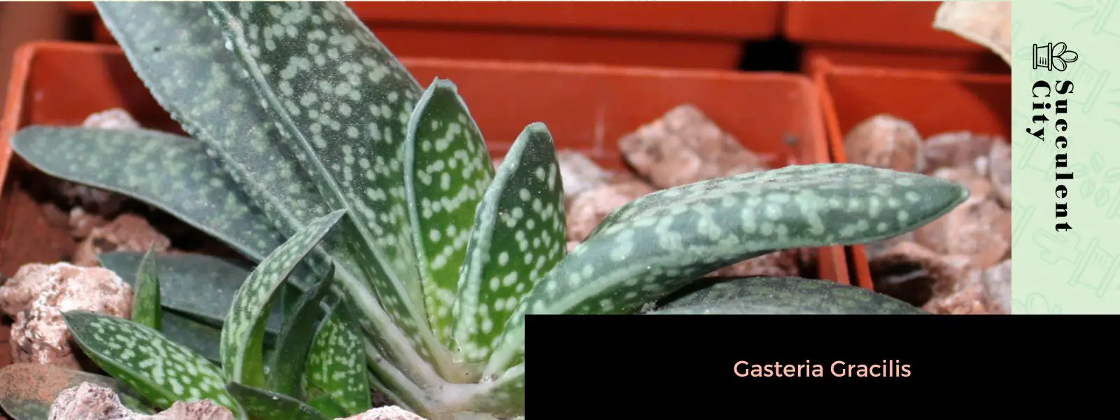 Gasteria gracilis