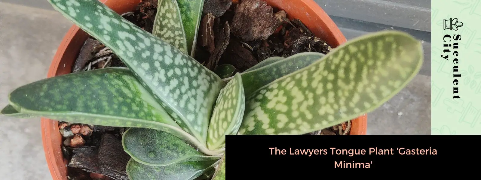 Planta Lengua de Abogado 'Gasteria Minima'