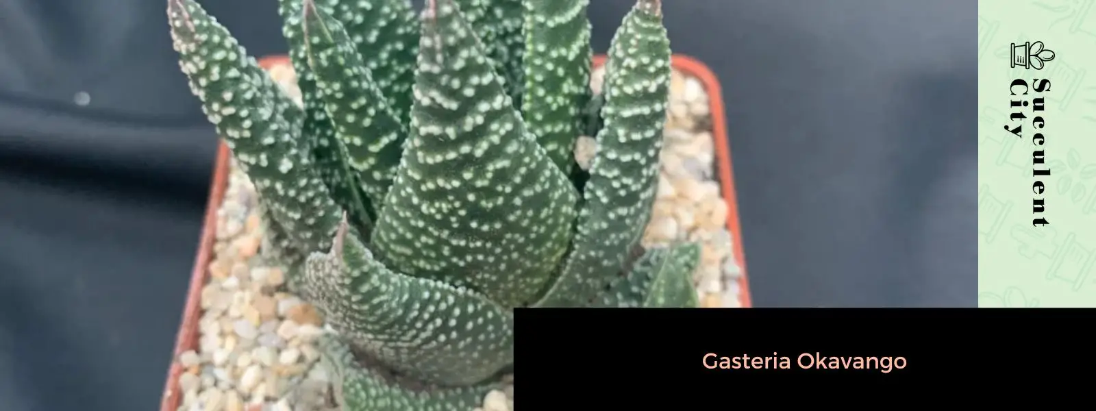 Gasteria Okavango