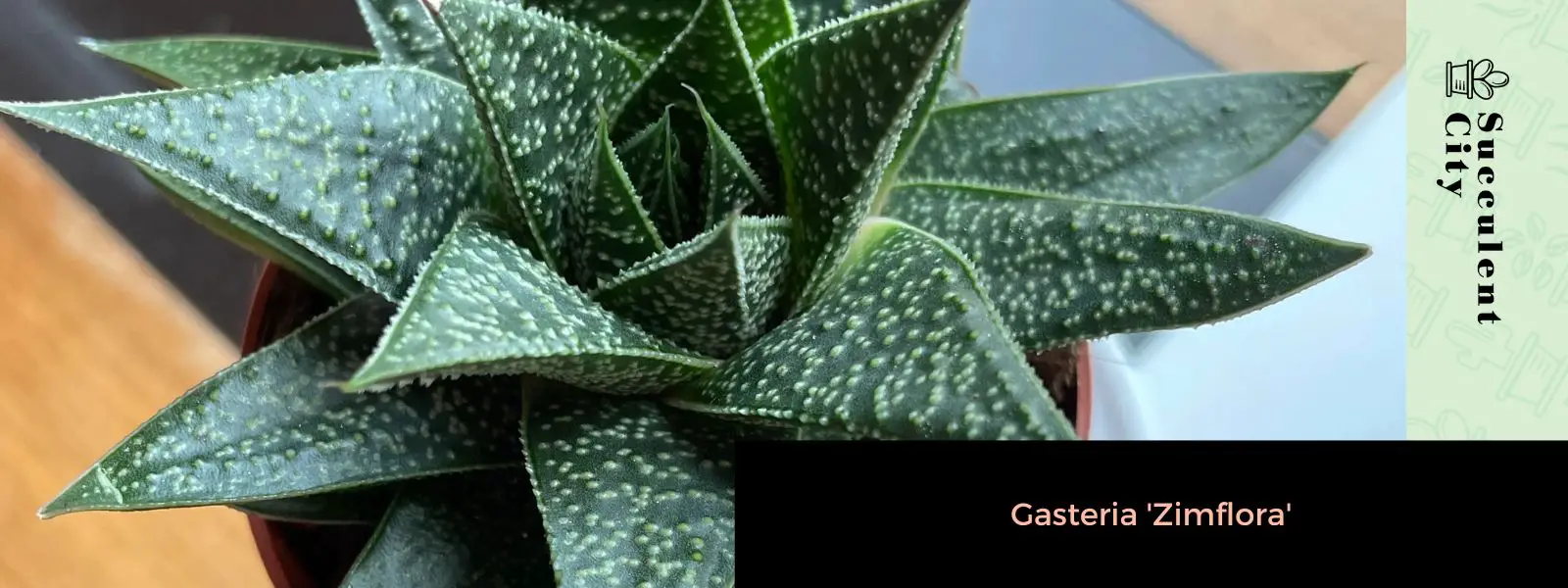 Gastería 'Zimflora' Gastería 'Zimflora'