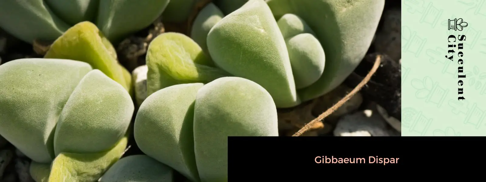 Gibaeum dispar Gibaeum dispar