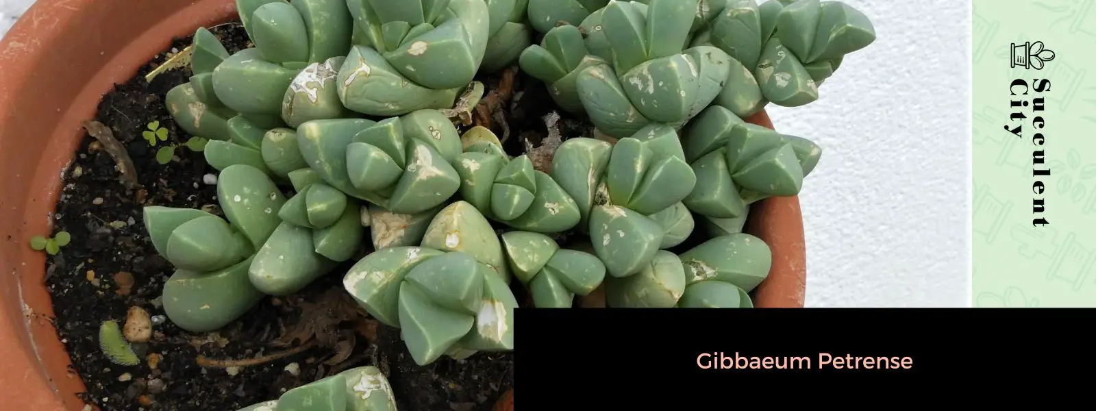Gibaeum Petrense Gibaeum Petrense