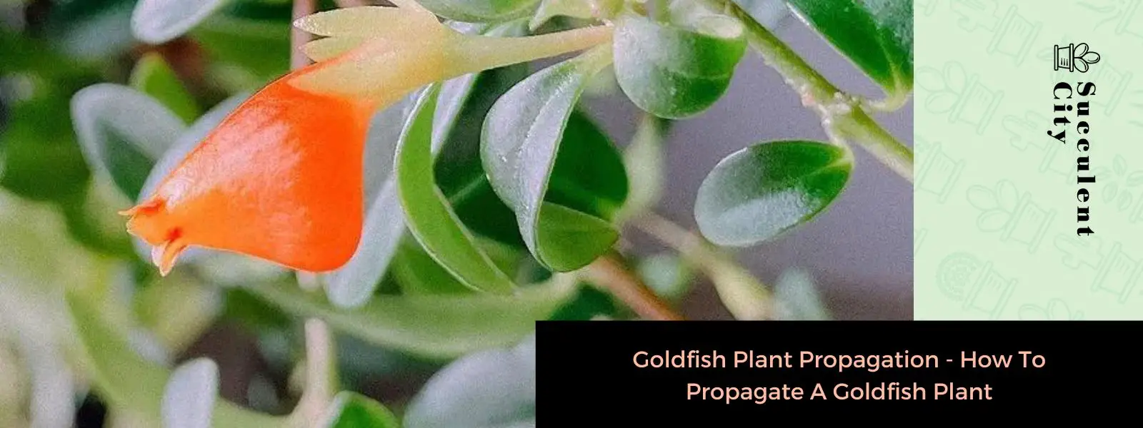 Propagación de plantas de peces de colores: cómo propagar una planta de peces de colores