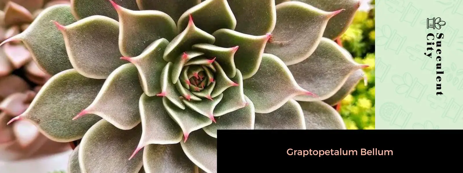 Graptopetalum Bellum Graptopetalum Bellum