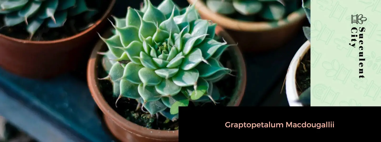 Graptopetalum Macdougallii