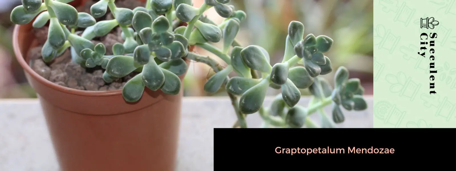 Graptopetalum Mendozae Graptopetalum Mendozae