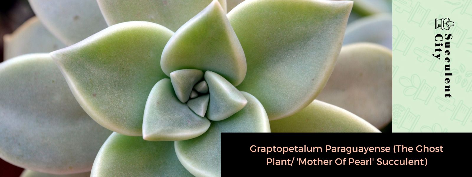 Graptopetalum Paraguayense (La Planta Fantasma/Suculenta “Madre Perla”)