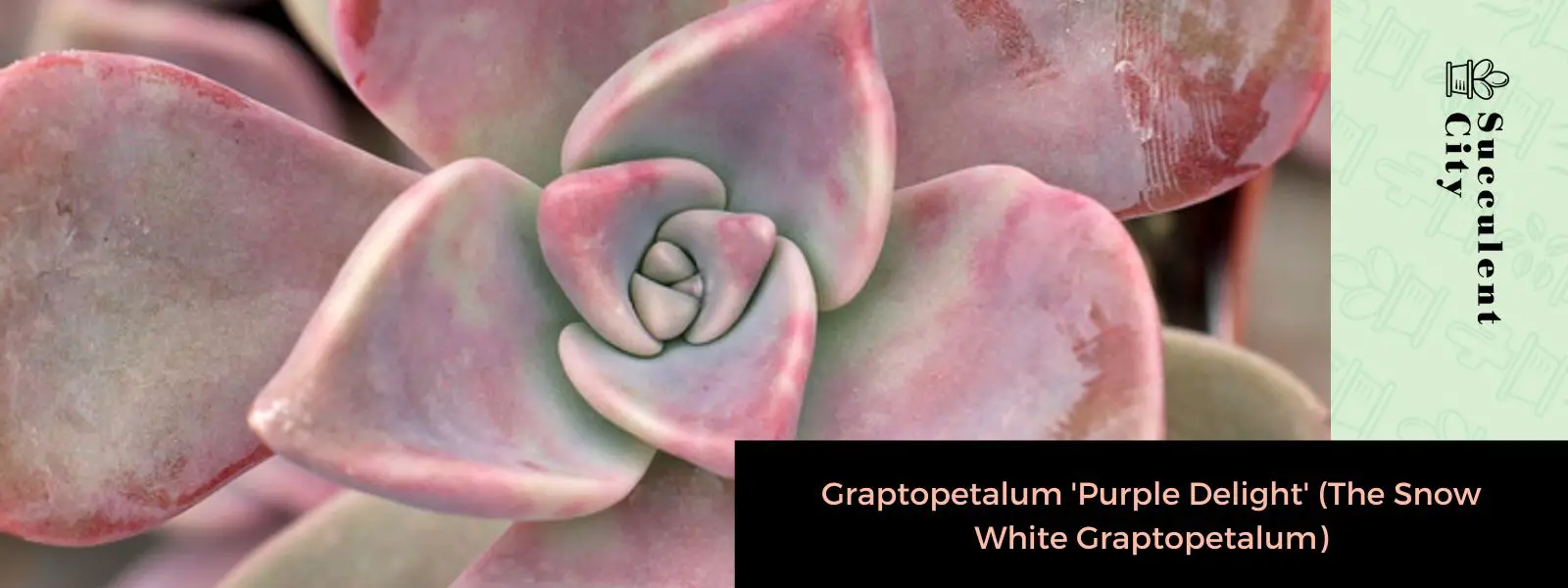 Graptopetalum 'Purple Delight' (El Graptopetalum Blancanieves) Graptopetalum 'Purple Delight' (El Graptopetalum Blancanieves)