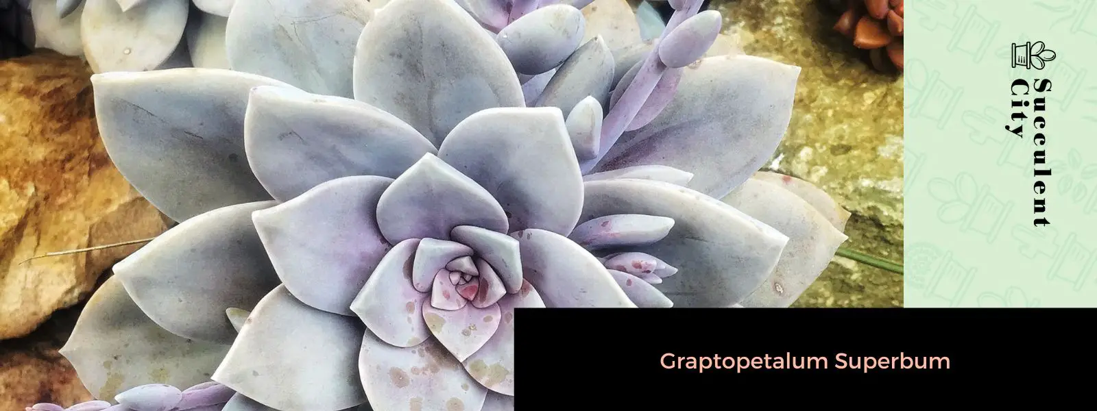 Graptopetalum Superbum Graptopetalum Superbum