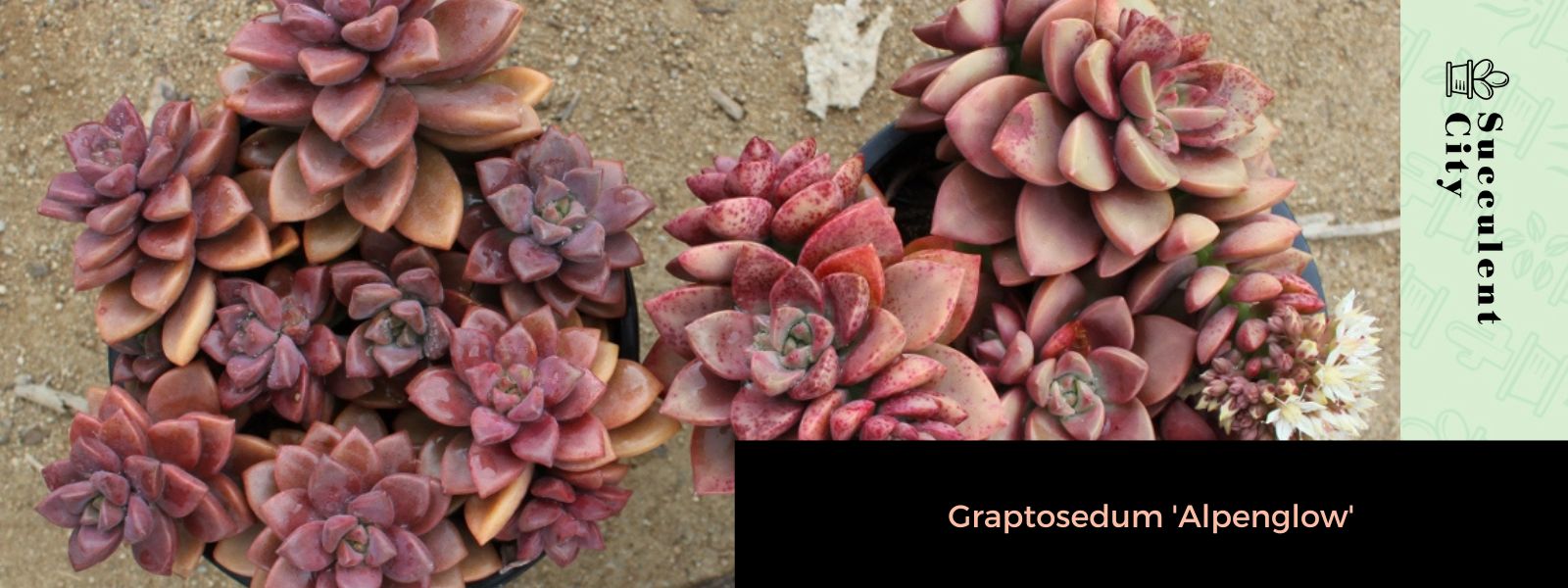 La suculenta híbrida rosa Graptosedum 'Alpenglow'