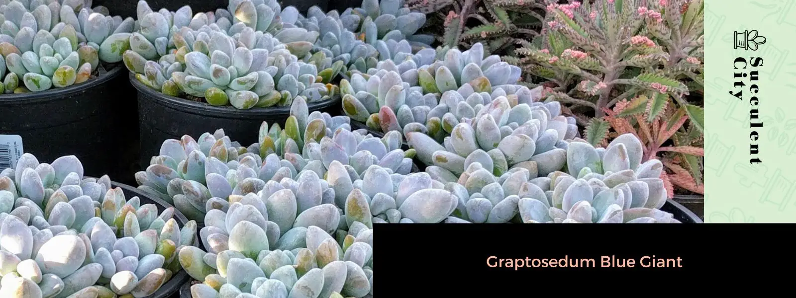 Graptosedum Blue Giant: una interesante suculenta híbrida intergenérica Graptosedum Blue Giant: una interesante suculenta híbrida intergenérica