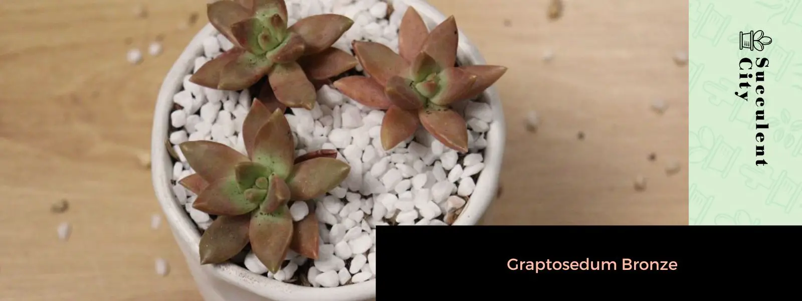 bronce graptosedum