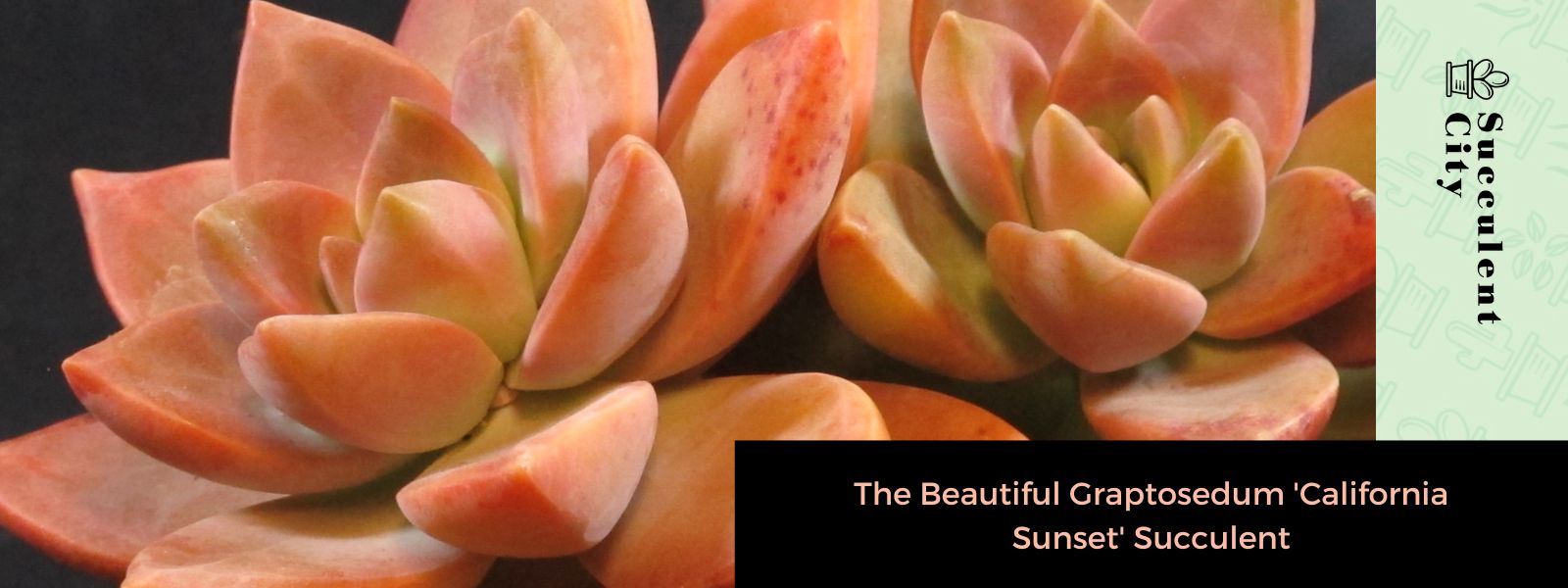 La hermosa suculenta Graptosedum “California Sunset”.