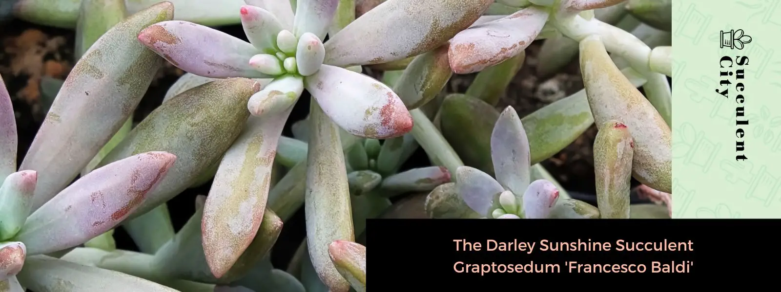 La suculenta Graptosedum de Darley Sunshine 'Francesco Baldi' La suculenta Graptosedum de Darley Sunshine 'Francesco Baldi'