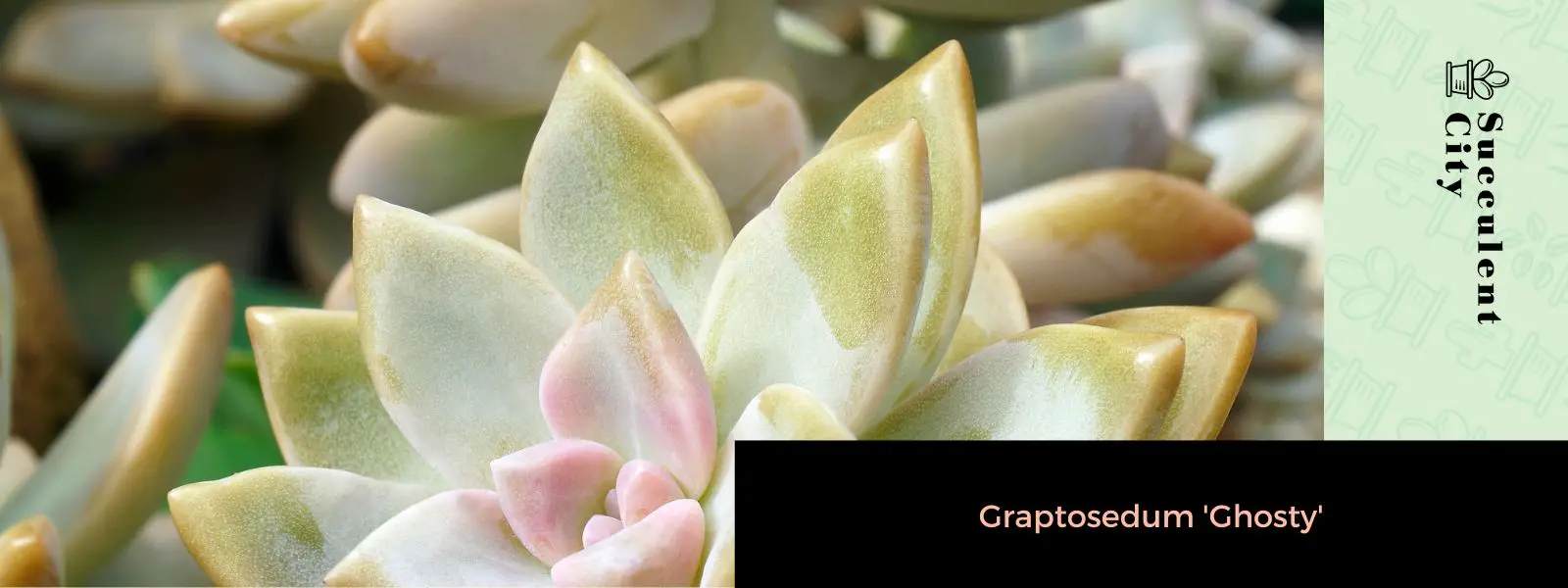 Graptosedum 'fantasmal' Graptosedum 'fantasmal'
