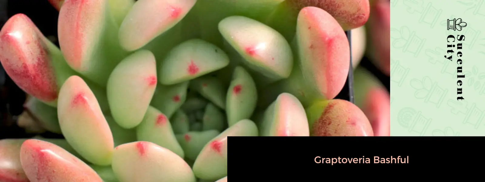 La suculenta amante del sol "Graptoveria Bashful"