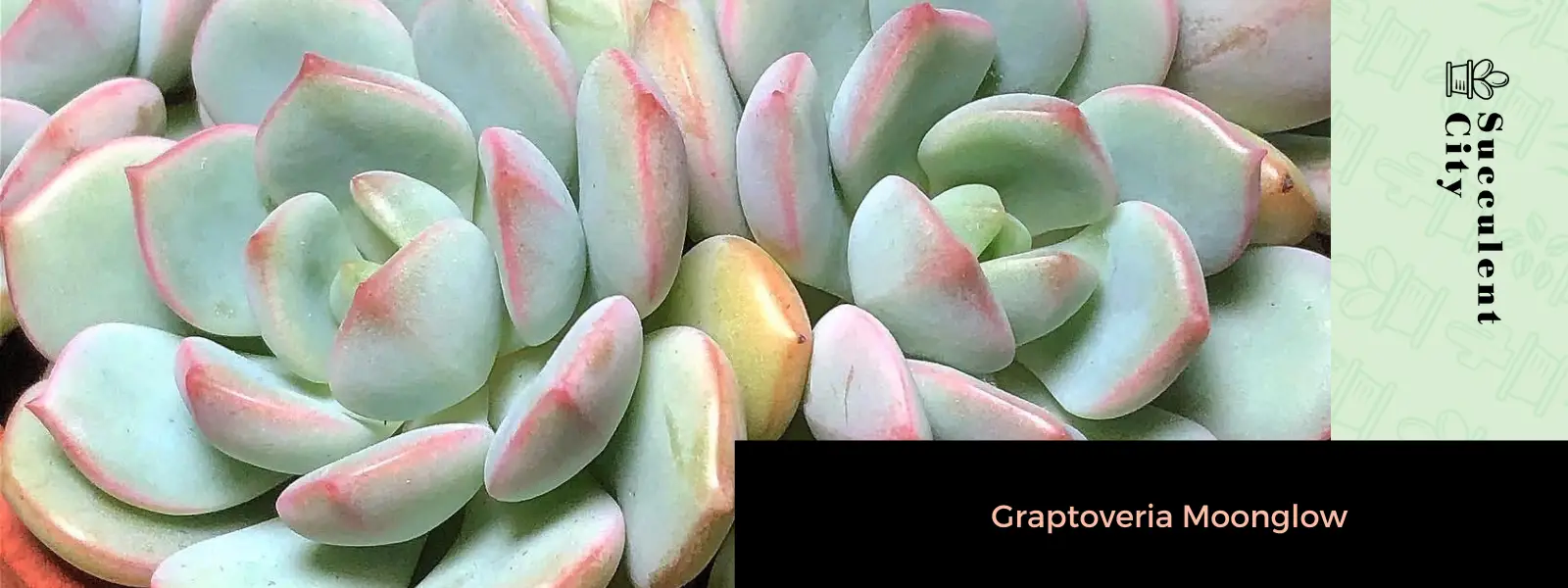 Graptoveria 'Moonglow'