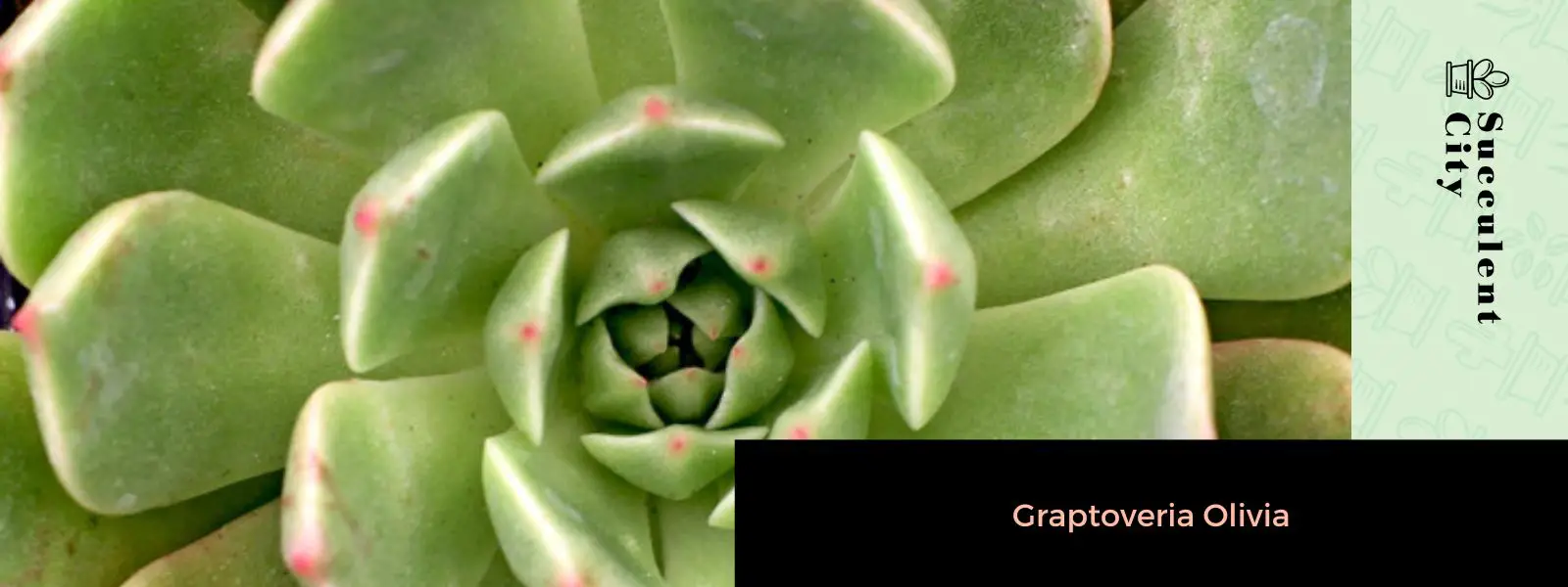 Graptoveria Olivia Graptoveria Olivia