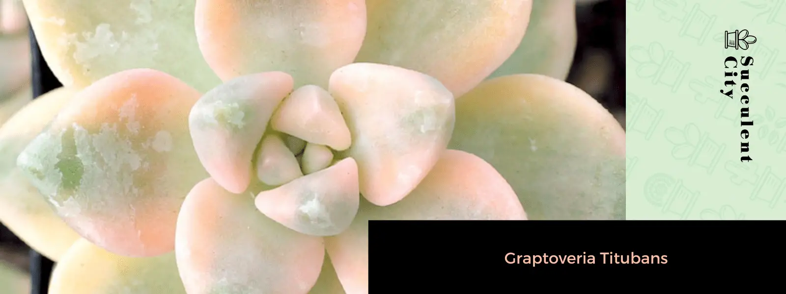 La planta de porcelana “Graptoveria Titubans”