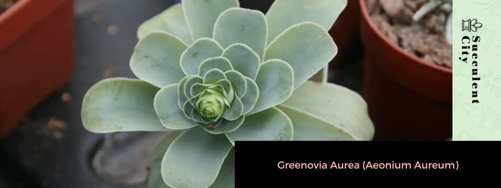 Greenovia Áurea (Aeonium Aureum)