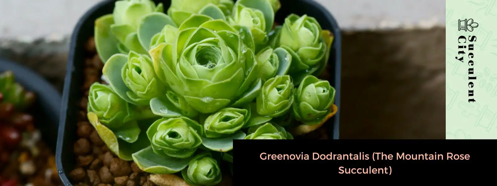 Greenovia Dodrantalis (La suculenta rosa de montaña) Greenovia Dodrantalis (La suculenta rosa de montaña)