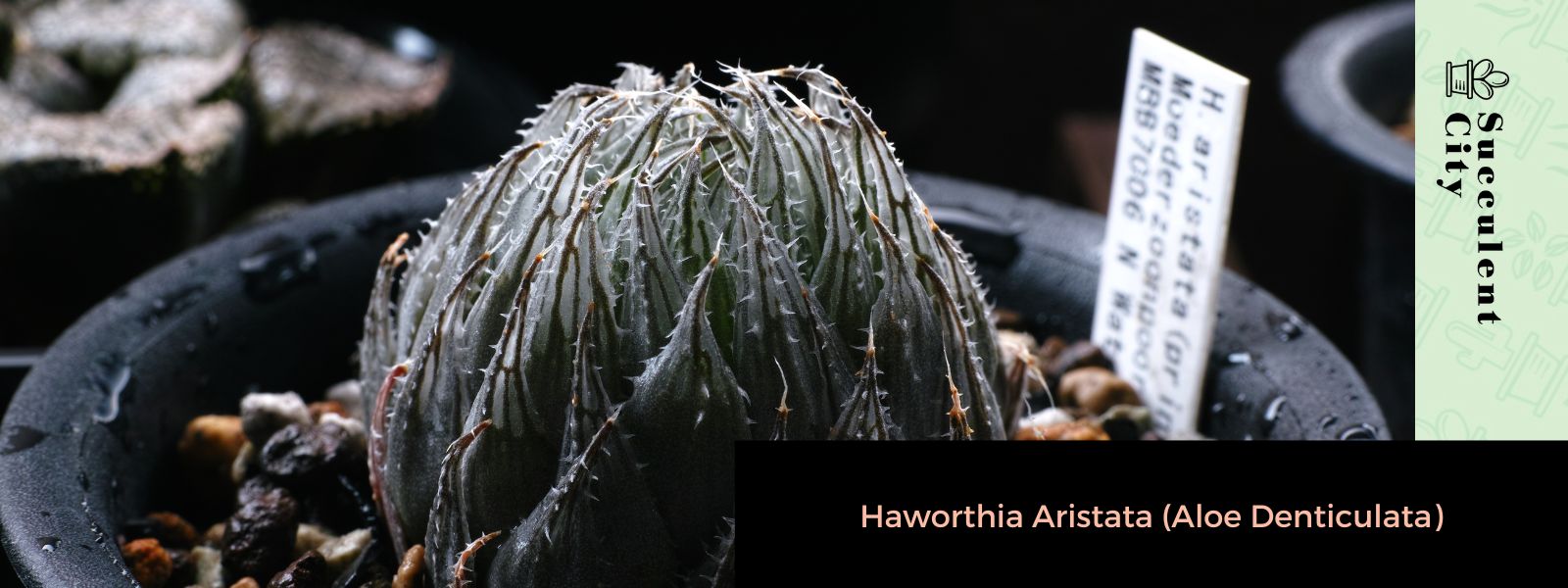Haworthia Aristata (Aloe Denticulata)