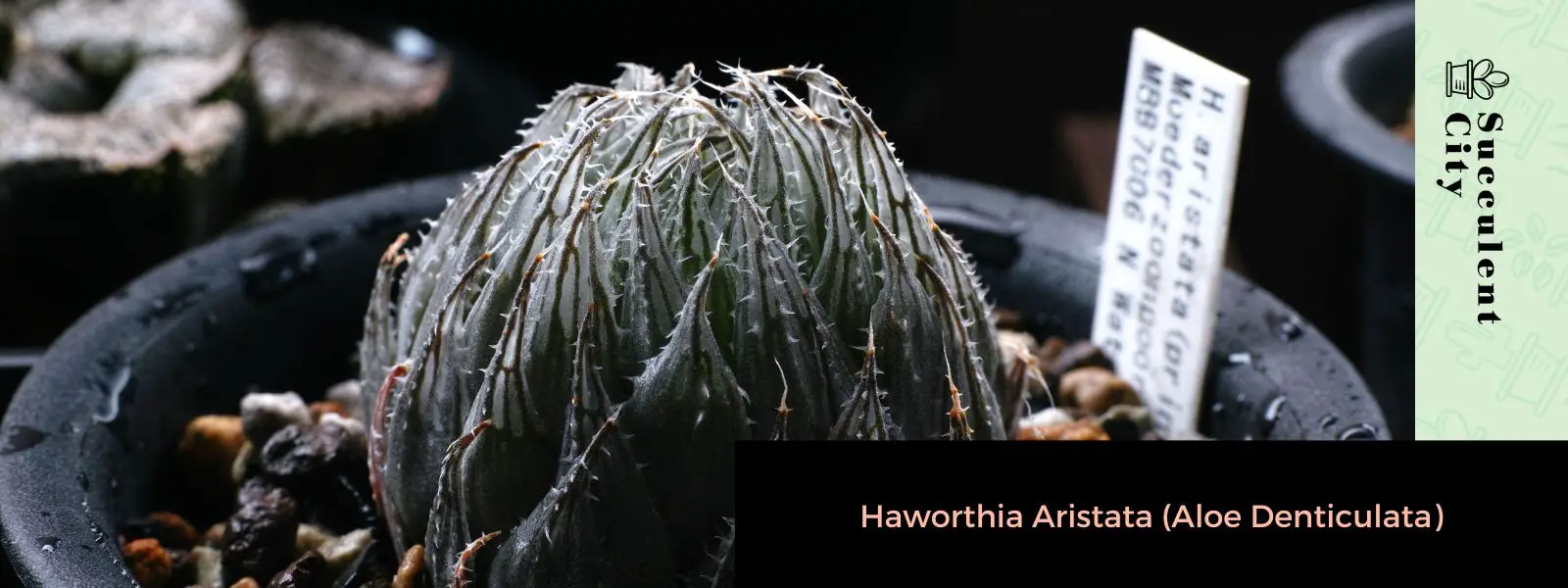 Haworthia Aristata (Aloe Denticulata) Haworthia Aristata (Aloe Denticulata)