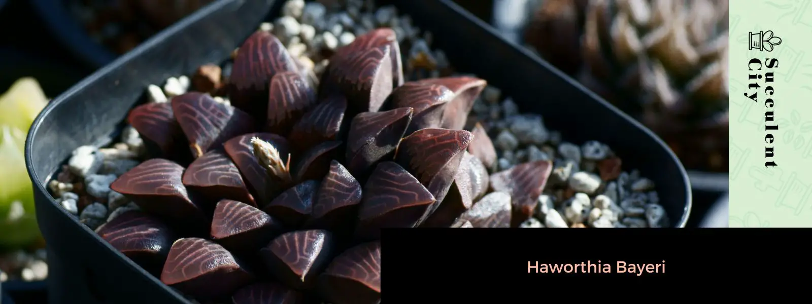 Haworthia Bayeri Haworthia Bayeri