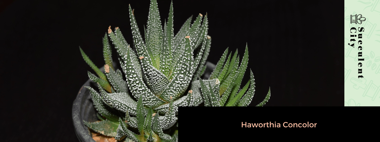 Haworthia Concolor