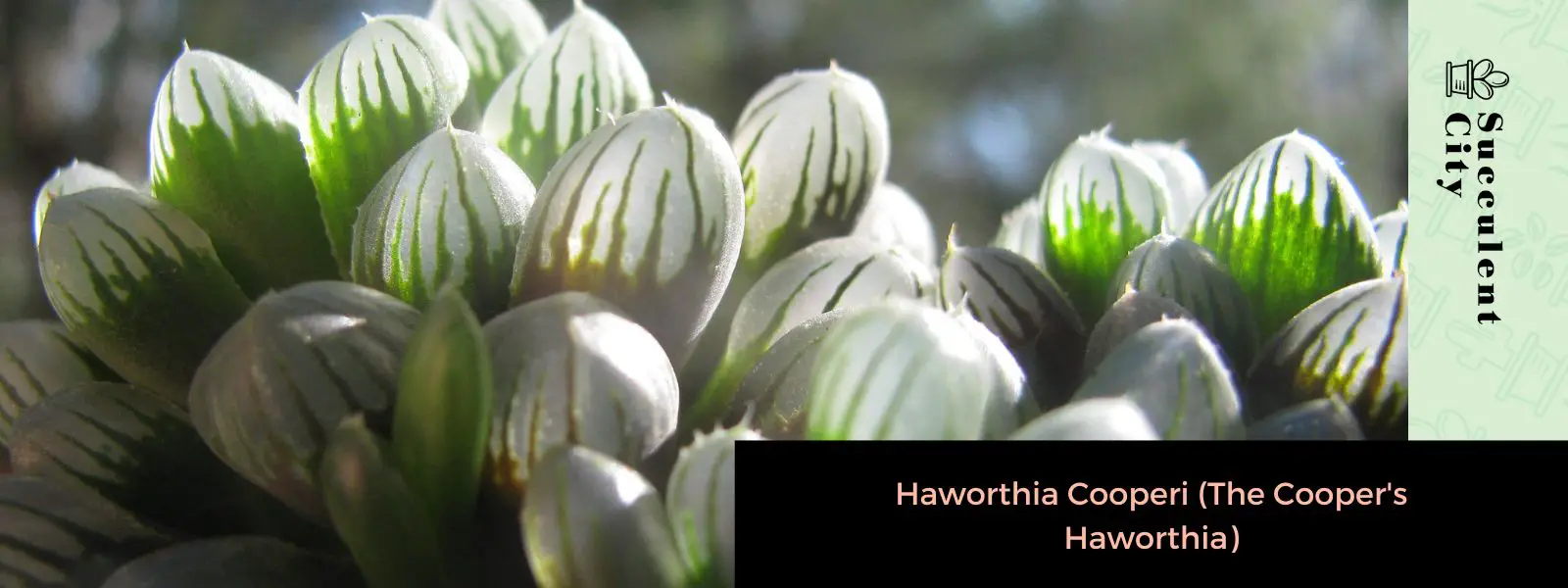 Haworthia Cooperi (La Haworthia de Cooper)