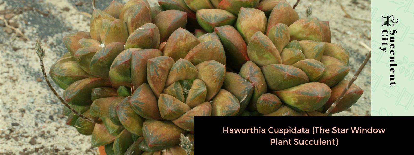 Haworthia Cuspidata (planta suculenta de ventana estelar)