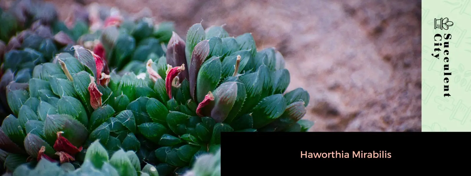 Haworthia mirabilis Haworthia mirabilis