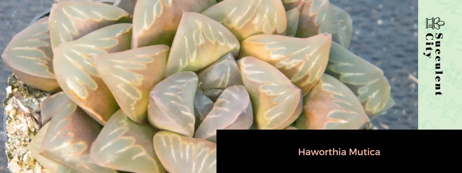 Haworthia mutica Haworthia mutica