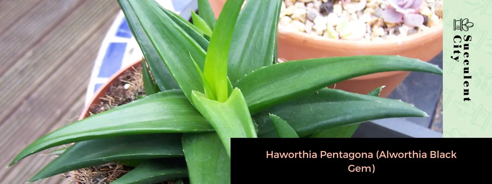 Haworthia Pentagona (Gema Negra de Alworthia) Haworthia Pentagona (Gema Negra de Alworthia)
