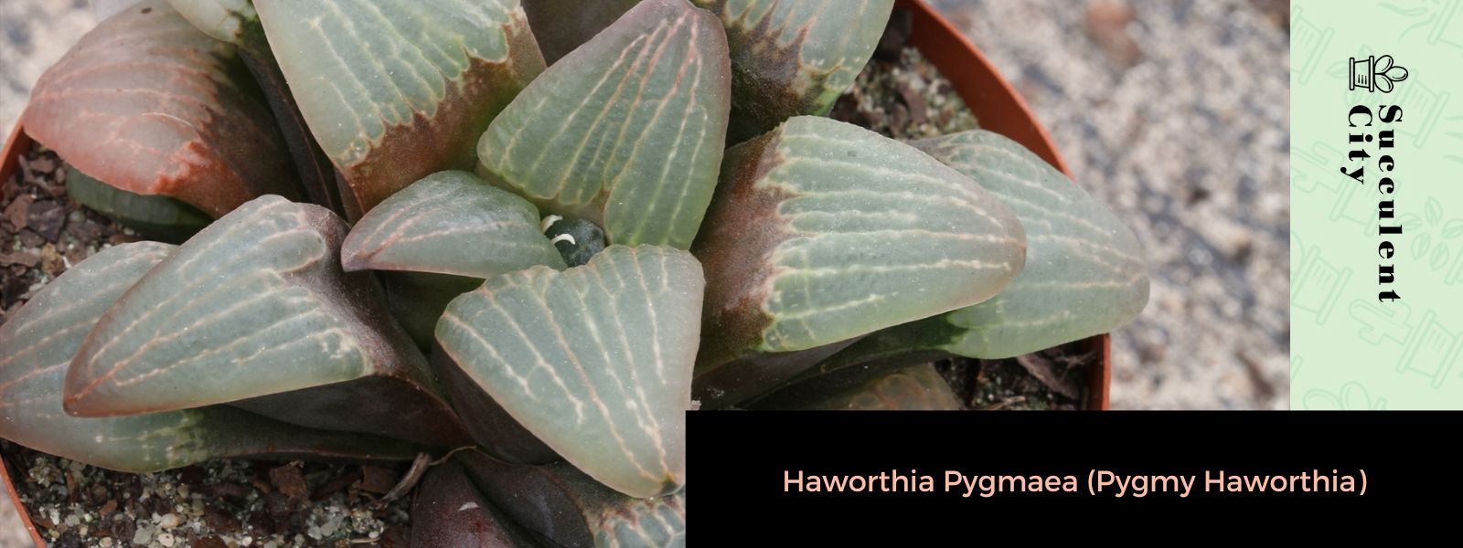 Haworthia Pygmaea (Haworthia pigmea)