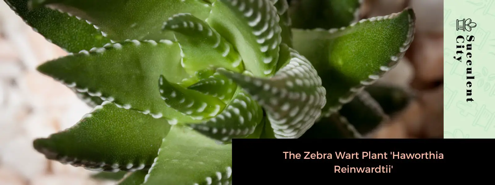 La planta verruga cebra “Haworthia reinwardtii” La planta verruga cebra “Haworthia reinwardtii”
