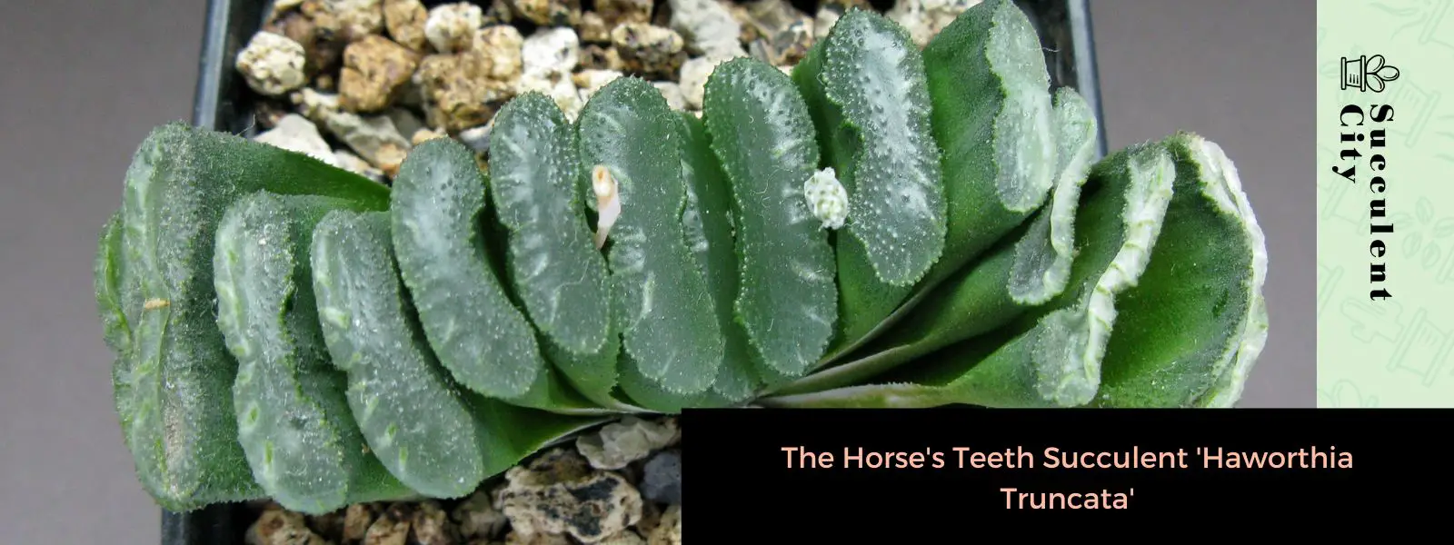 La suculenta diente de caballo “Haworthia Truncata” La suculenta diente de caballo “Haworthia Truncata”