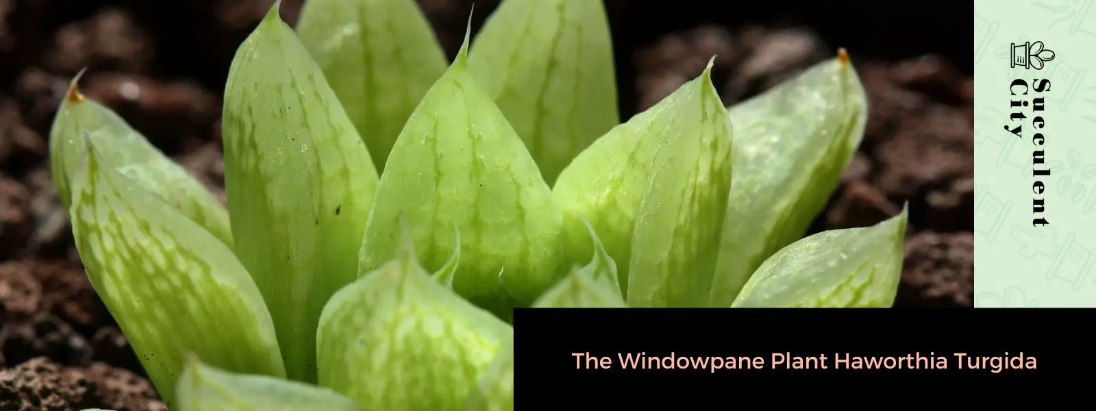 La planta de cristal de ventana “Haworthia Turgida” La planta de cristal de ventana “Haworthia Turgida”